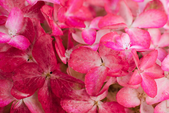 Saturated Fraise Melba Hydrangea Petals Close View