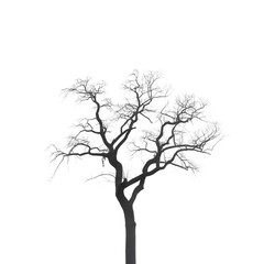 Obraz premium A bare tree stands alone in darkness
