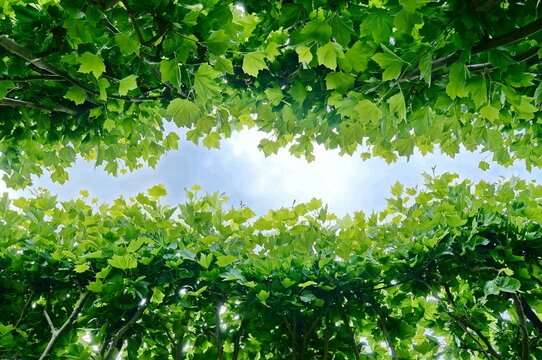 Lush green platanus tree canopy framing a bright blue sky, illustrating crown shyness, nature's harmony, and peaceful environment for ecological advertising.