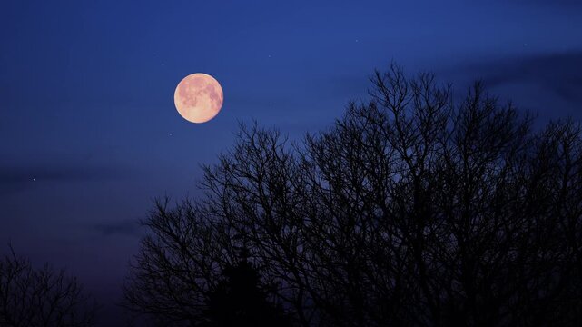 Blue hour time with full Moon, stars and planets above windy trees landscape silhouettes.