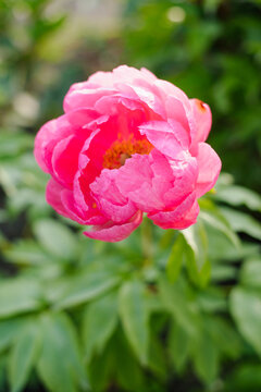 Lush Pink Cytherea Peony Flower with Golden Stamens in Garden
