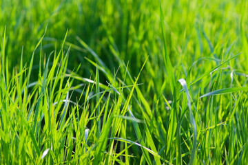 Obraz premium Fresh Green Foliage Covering the Ground in Spring with Sunlight Indicating New Growth and Seasonal Renewal