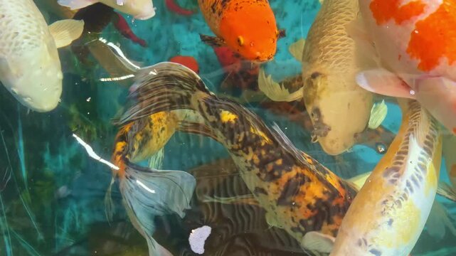 Several koi fish swim together in clear water. Their bright colors and patterns create an interesting view. The scene takes place in a pond, surrounded by plants.