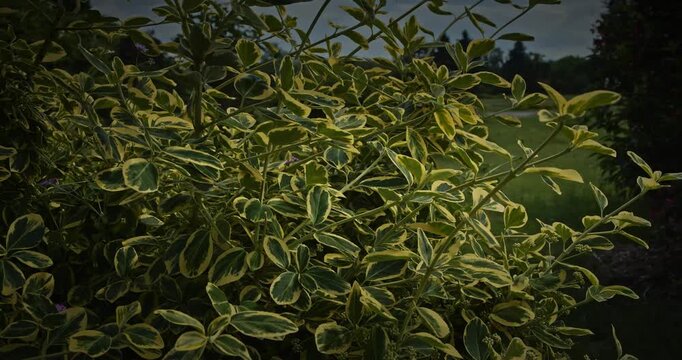 Euonymus fortunei. The shrub features vibrant green leaves with broad, striking golden-yellow margins. The foliage is dense, glossy, and leathery.