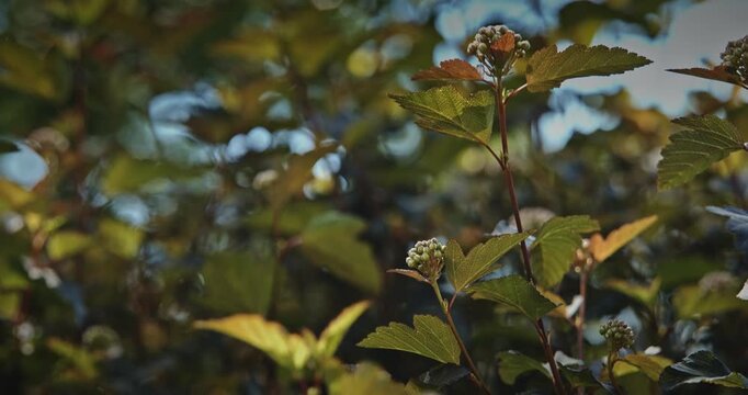 Dark Burgundy Foliage and Flower Buds of Physocarpus Opulifolius Diabolo