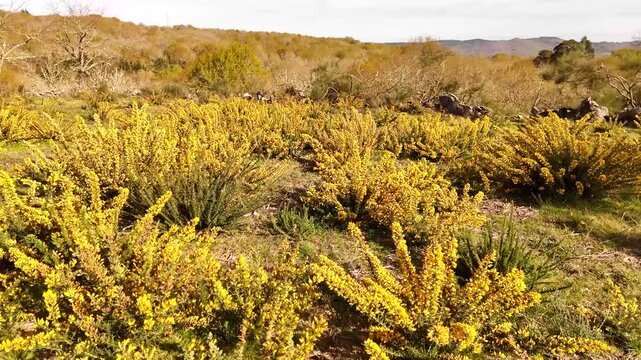 Aerial view of yellow gorse flowers in a mountain landscape