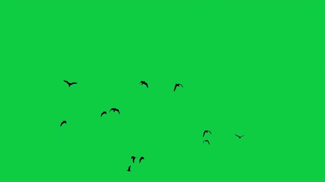 Seagull Albatross Birds Silhouette Circle Loop Sky Ocean Sunset 3 Shots Cinematic Overlay VFX Green Screen