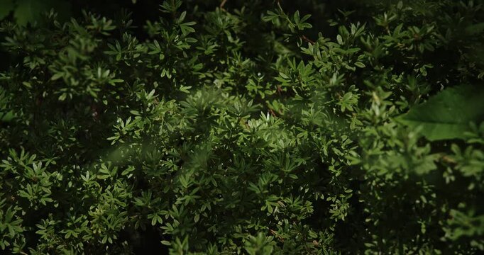 Dense Green Leaves of Potentilla Fruticosa Kobold Shrub