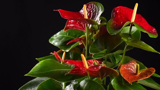 Anthurium flowers, house plant Anturium rotating in flowerpot over black background, Anthurium heart shaped flower, Flamingo flowers or Anthurium andraeanum (Araceae, Arum)