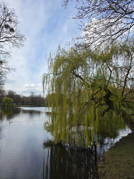 Idyllic countryside with calm waters and softly weeping trees Maschpark Hanover