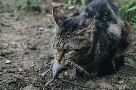Gray cat eats a mouse. A close up portrait of a tabby cat outdoors holding a captured mouse in its mouth.