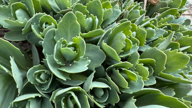 A сlose-up of the intricate texture and geometric pattern of a succulent sedum plant. The organic green leaves create a lush botanical background of succulent garden plants for natural design.