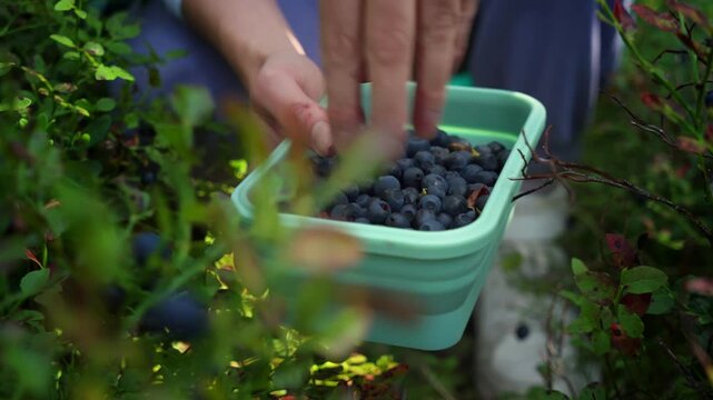Young woman harvesting berries among green leaves and natural sunlight in Finland. Close-up of a hand holding a container filled with freshly picked blueberries in a forest.