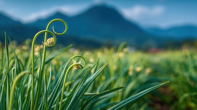 fresh green garlic scapes in farm rows with soil texture visible, organic farming, natural agricultural scene