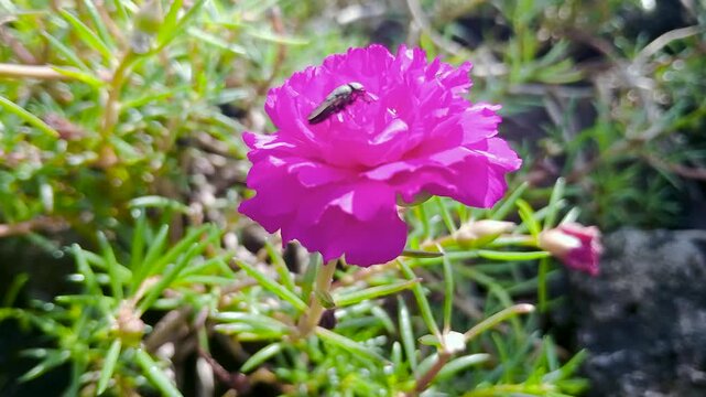 Close-up macro footage of an insect sucking nectar from a Portulaca grandiflora flower