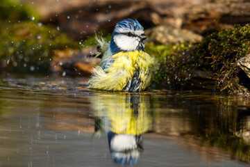 Blue tit bird bathing splashing water drops © zorandim75