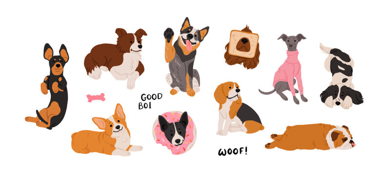 Medium dog breeds set. Dachshund, border collie, corgi, basenji, blue heeler, beagle, cocker spaniel, whippet, English bulldog, springer spaniel. Hand drawn vector illustration