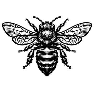 Detailed black and white woodcut style illustration of a honeybee with spread wings, showcasing intricate linework. This vintage engraved insect art piece is ideal for nature, ecological, and scientif