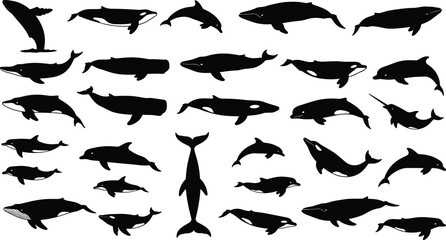 Whale and dolphin silhouette set collection featuring various marine mammal species like orca narwhal and humpback for ocean wildlife conservation and sea life design © Moshaharul's World