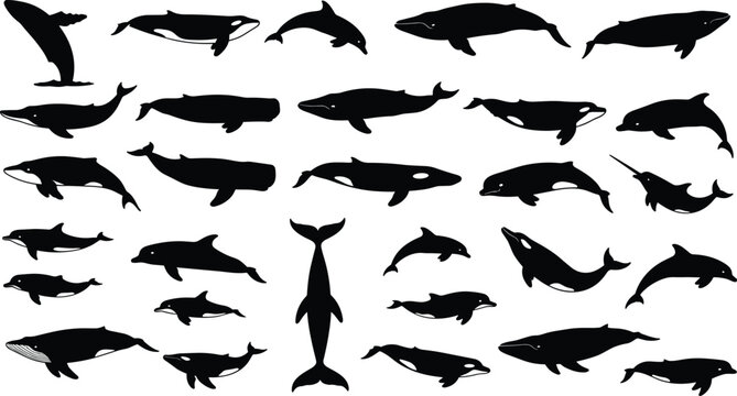 Whale and dolphin silhouette set collection featuring various marine mammal species like orca narwhal and humpback for ocean wildlife conservation and sea life design