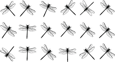 Dragonfly sketch collection featuring multiple hand drawn insect illustrations in black ink, detailed wings and body poses, nature wildlife vector set for design © SreemotiMongli