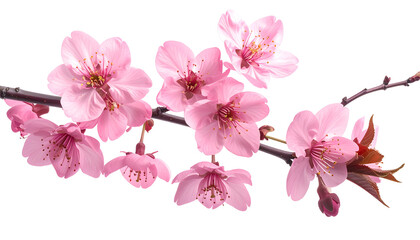 Obraz premium Delicate pink cherry blossoms bloom on a slender branch, isolated on a black background