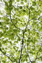 Fototapeta premium Vibrant Fresh Green of Fullmoon maple (Acer japonicum) in Dappled Light, Tohoku, Japan