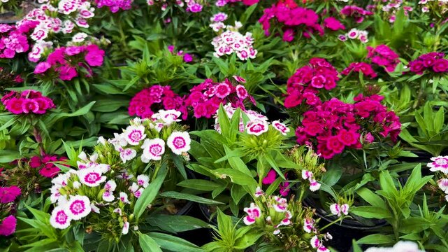 Pink and White Dianthus chinensis Flower Bed Top View