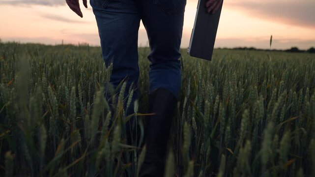 Agriculture, Man with tablet in wheat field, sunset glow, wearing rubber boots, inspecting crops digitally, blending old and new methods, rural work at dusk, technology empowering agriculture, farmer