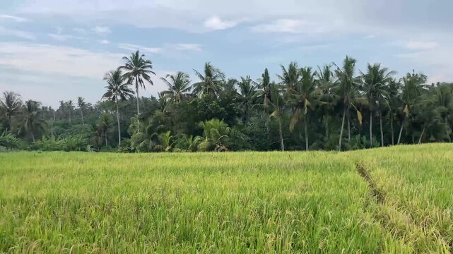rice field in bali