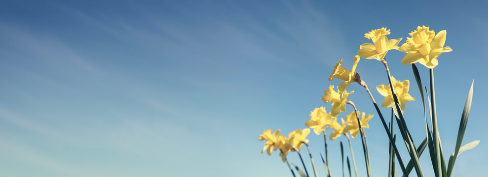 Daffodils Springtime flower background against a blue sky