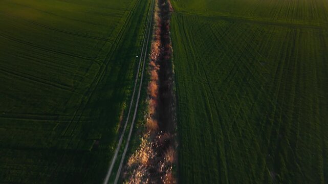 Aerial view of lush green fields divided by a sunlit path, creating a beautiful contrast of textures and tones, Jazak, Vojvodina, Serbia.
