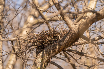 Fototapeta premium Silent winter refuge. Weathered oak with delicate shadows and moss patches nearby. Dormant bird shelter resting among stark tree limbs under gentle winter illumination
