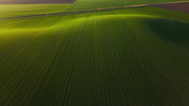Aerial view of vibrant green fields contrasting with patches of brown soil, creating a textured landscape under soft light, Jazak, Vojvodina, Serbia.