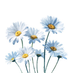Fototapeta premium Watercolor painting depicting a cluster of elegant daisies with pale blue white petals and bright yellow centers, embodying floral softness and spring serenity