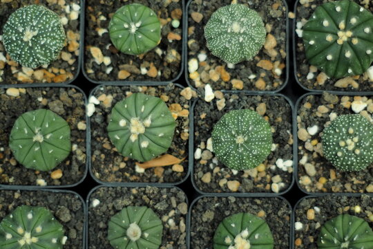Small green star cacti in square black pots