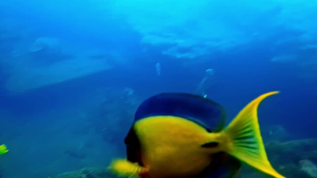 Close-up of a foxface rabbitfish swimming underwater in blue water near reef habitat in Bali, Indonesia, showing vivid tropical colors in a marine wildlife scene.