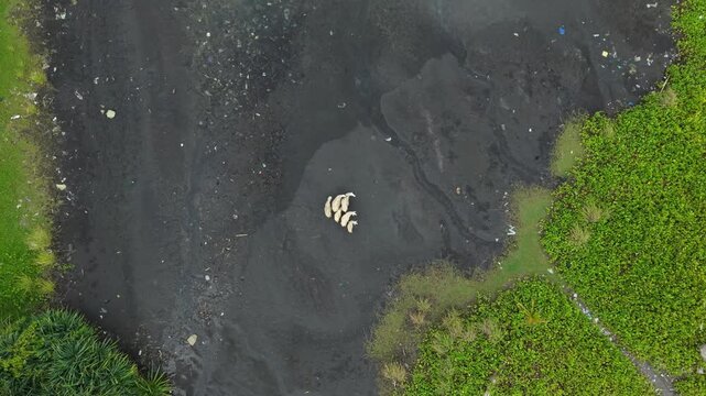 Aerial view of a flock of sheep standing on the dark sands of the Opak River downstream contrasting with green vegetation, Bantul Regency, Daerah Istimewa Yogyakarta, Indonesia.