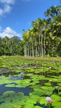 Victoria amazonica in Sir Seewoosagur Ramgoolam Botanic Garden, Port Louis, Port Louis District, Mauritius	