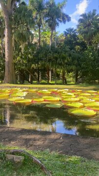 Victoria amazonica in Sir Seewoosagur Ramgoolam Botanic Garden, Port Louis, Port Louis District, Mauritius