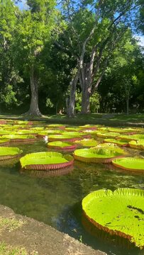 Victoria amazonica in Sir Seewoosagur Ramgoolam Botanic Garden, Port Louis, Port Louis District, Mauritius