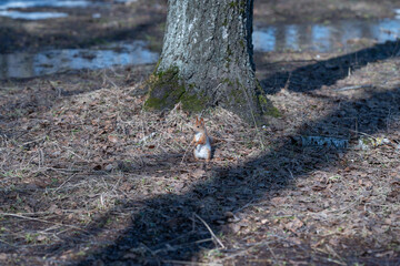 Brown rodent observes lens closely. Furry squirrel focuses intently on camera lens. Small brown...