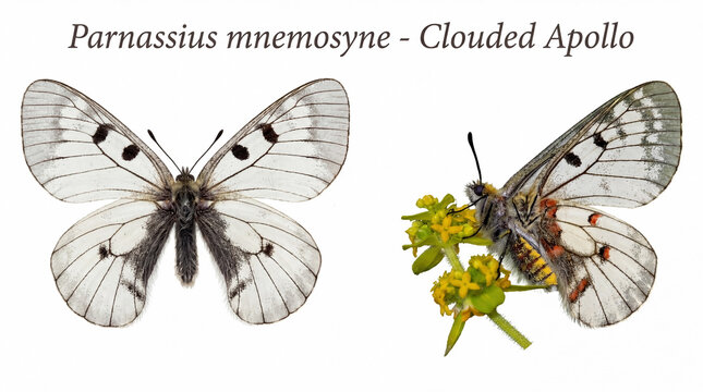 A detailed macro photograph of the Clouded Apollo (Parnassius mnemosyne) butterfly, featuring its semi-transparent white wings and distinctive black spots.