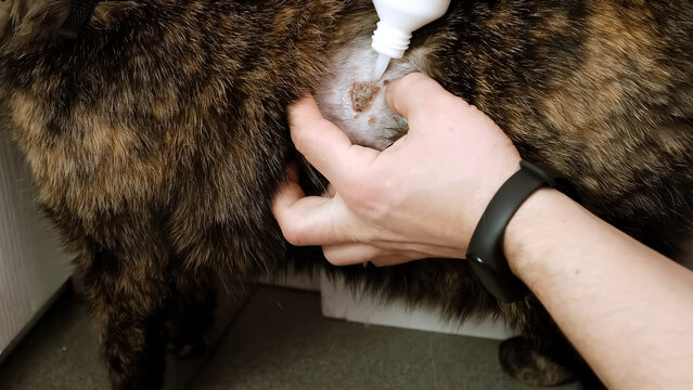 A man washes and disinfects a wound with disinfectant on a cat. A bite laceration on animal's skin after fight. The injured area of body. The pet's owner takes care of his health. High quality photo.