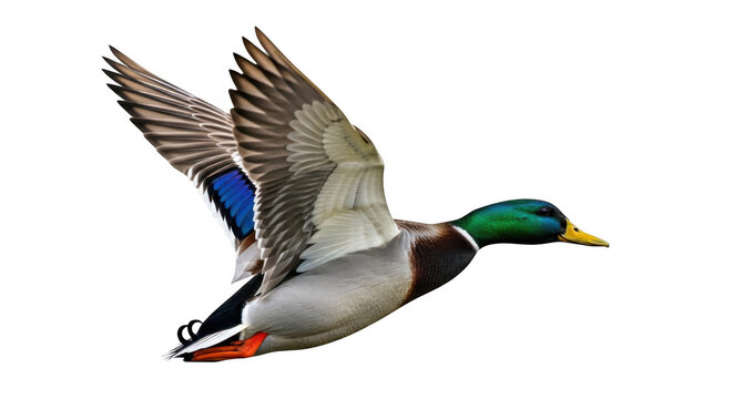 Flying duck isolated on transparent background