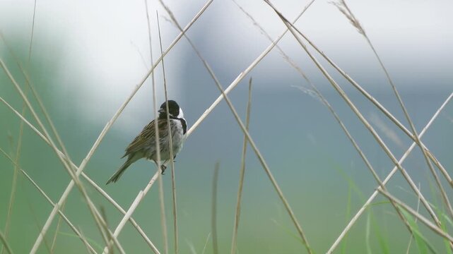 A male common reed bunting (Emberiza schoeniclus) singing on a reed stem and waving in the wind.