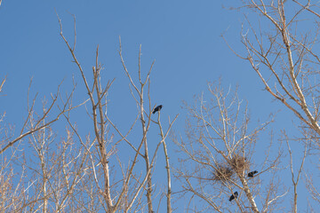 Fototapeta premium Silent vigilant observer. Quiet sentinel perched on tallest branch surveying surroundings. An isolated bird sits atop highest twig observing nearby nests with watchful calm