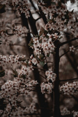 blumen kwiaty wiosna  © Paulina