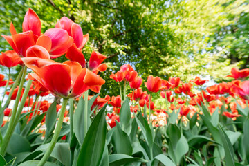 Tulip flowers blooming in the city park. A vibrant spring and summer tulip. Warm, sunny and happy nature photo