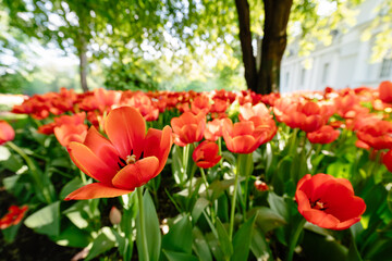Tulip flowers blooming in the city park. A vibrant spring and summer tulip. Warm, sunny and happy nature photo